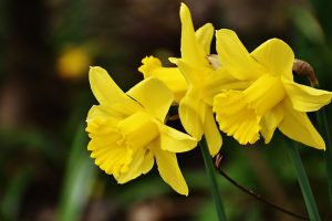 Narzisse in gelb