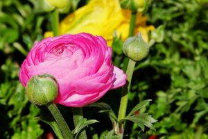 Ranunkeln in pink-rosa